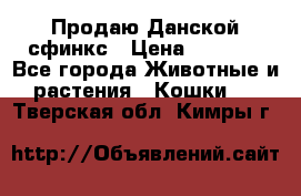  Продаю Данской сфинкс › Цена ­ 2 000 - Все города Животные и растения » Кошки   . Тверская обл.,Кимры г.